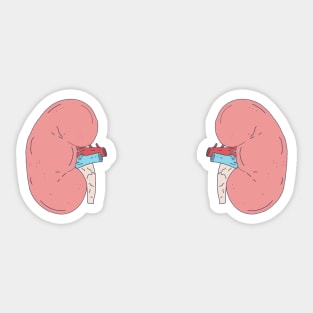 Kidney Transplant - Bean Shaped Graphic - Nephrology Sticker